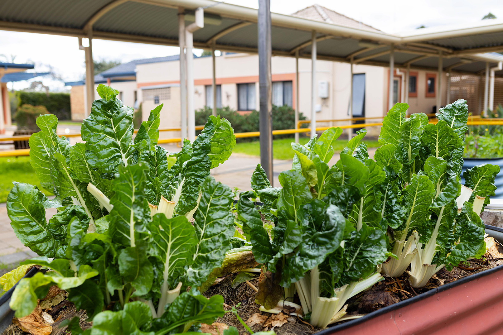 Aboriginal Community Services | Elders Village | community garden